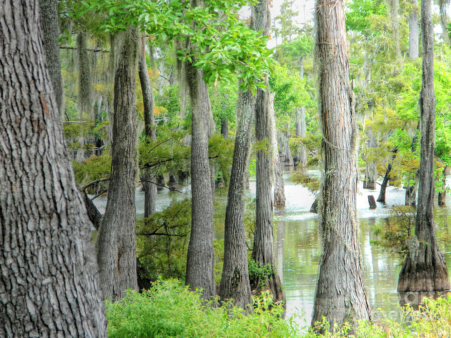 Cheniere Lake Cypress Trees Photograph by Ester McGuire