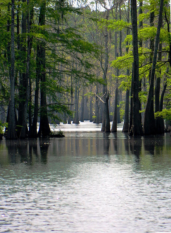 Cheniere Lake in Louisiana Photograph by Ester McGuire