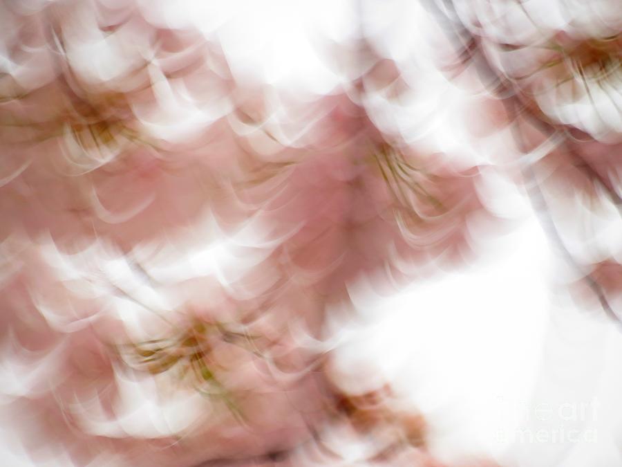 Abstract Photograph - Cherry abstract by Rrrose Pix Abstract Photograph - Cherry abstract by Rrrose Pix