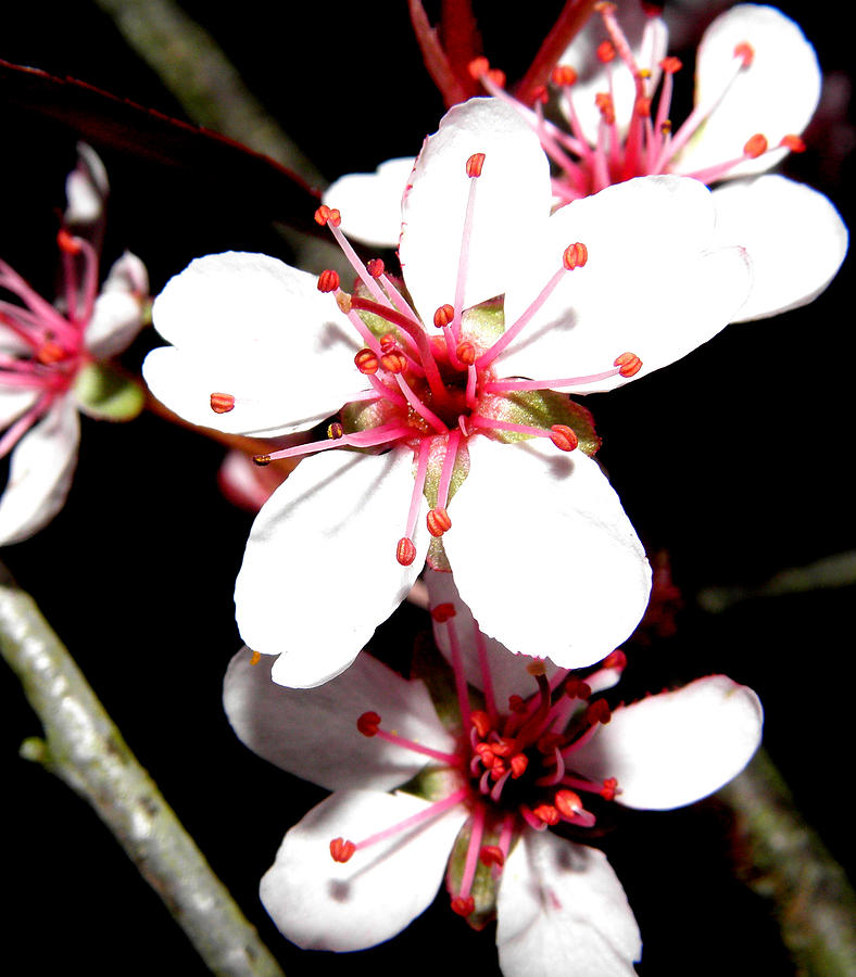 Cherry Blooms At Night Photograph by Kim Galluzzo Wozniak