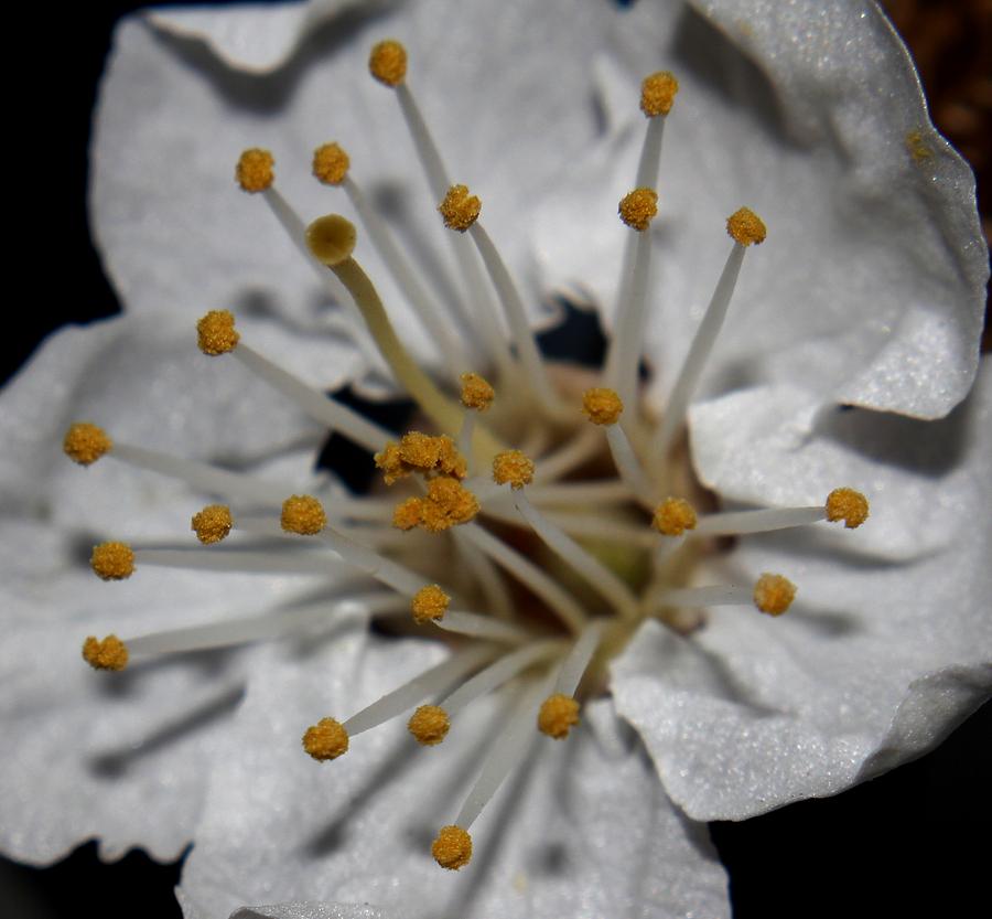 Cherry Blossom - 1 Photograph by Robert Morin