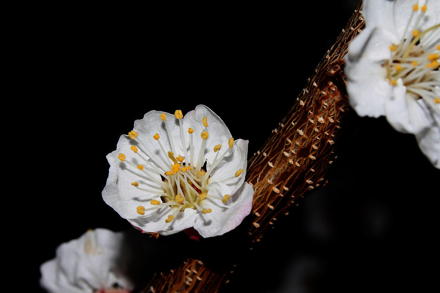 Cherry Blossom - 2 Photograph by Robert Morin