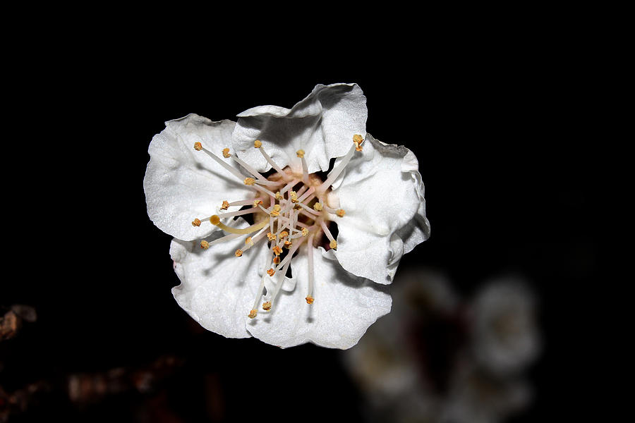 Cherry Blossom - 3 Photograph by Robert Morin