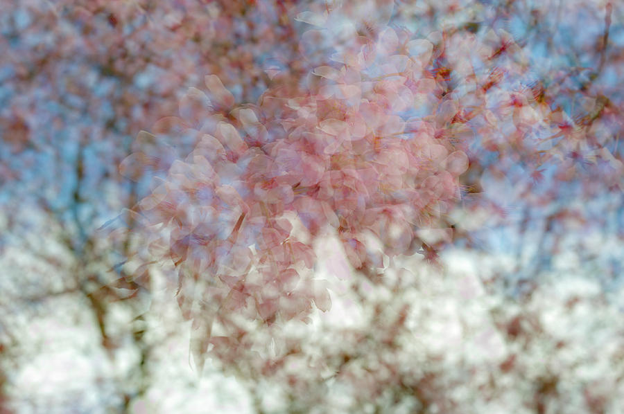 Cherry blossom abstract Photograph by Gary Eason