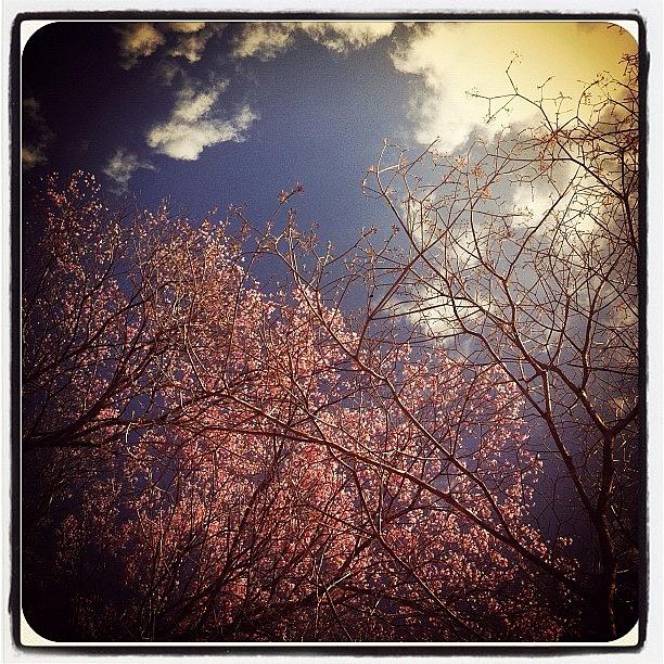 Cherry Blossom Photograph - Cherry blossom and the sky by Dani Pimenta