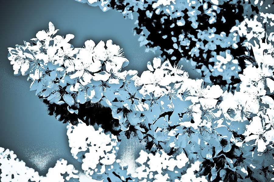 Flower Digital Art - Cherry Blossom Art by David Pyatt