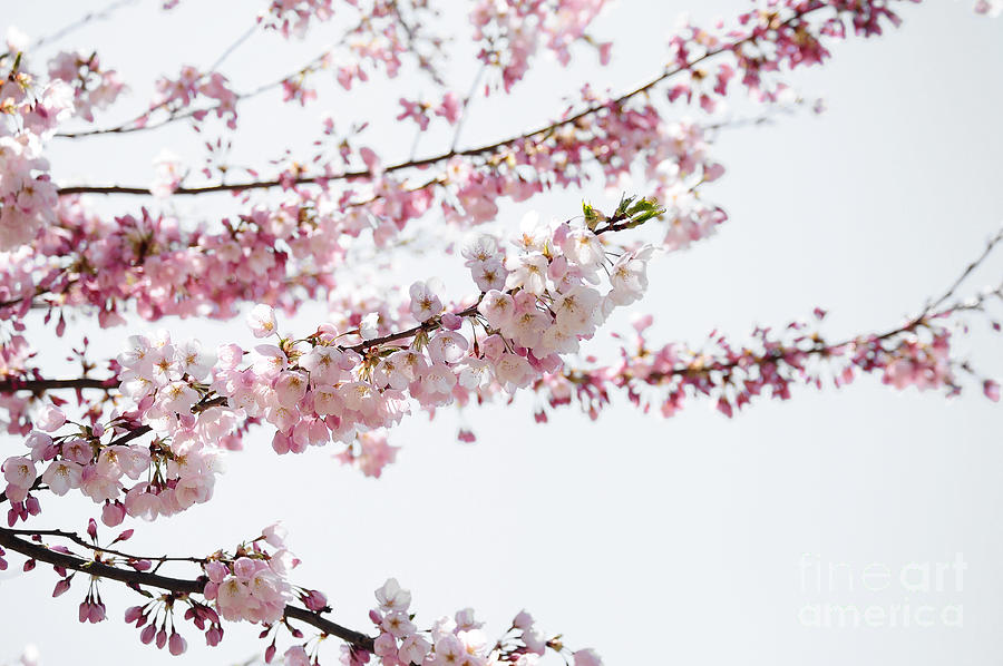 Cherry Blossom Branches on a Cloudy. Day Photograph by Elaine Manley