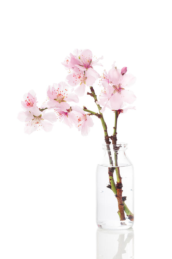 Spring Photograph - Cherry Blossom by Amanda Elwell