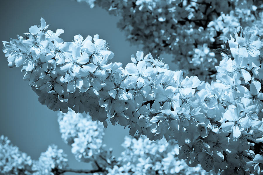 Cherry Blossom Photograph by David Pyatt