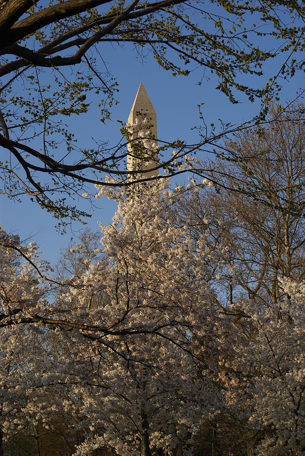 Washington D.c. Photograph - Cherry Blossom DC by Heidi Poulin