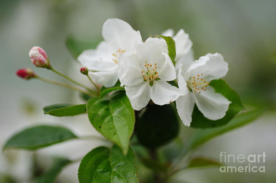 Cherry Blossom Photograph by Edward Lee - Fine Art America