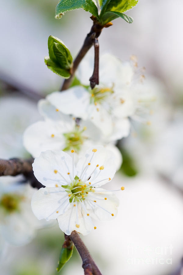 Cherry blossom Photograph by Kati Finell