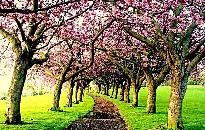 Cherry Blossom Pyrography by Lovella Dagum - Fine Art America
