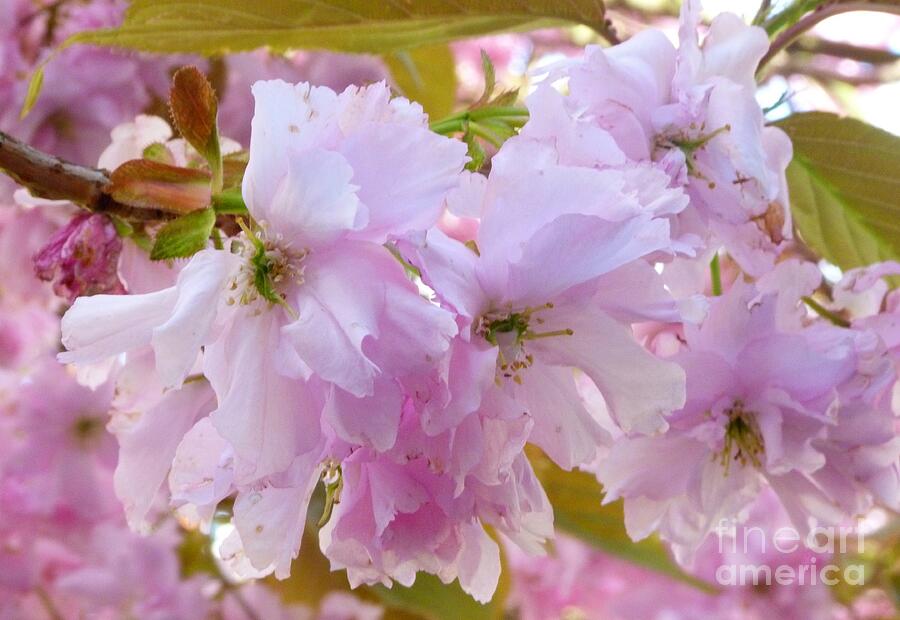 Cherry Blossom Photograph by Lynn Bolt