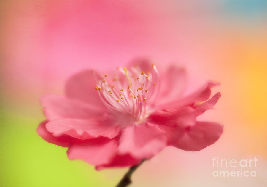 Cherry Blossom Macro Photograph by Susan Gary