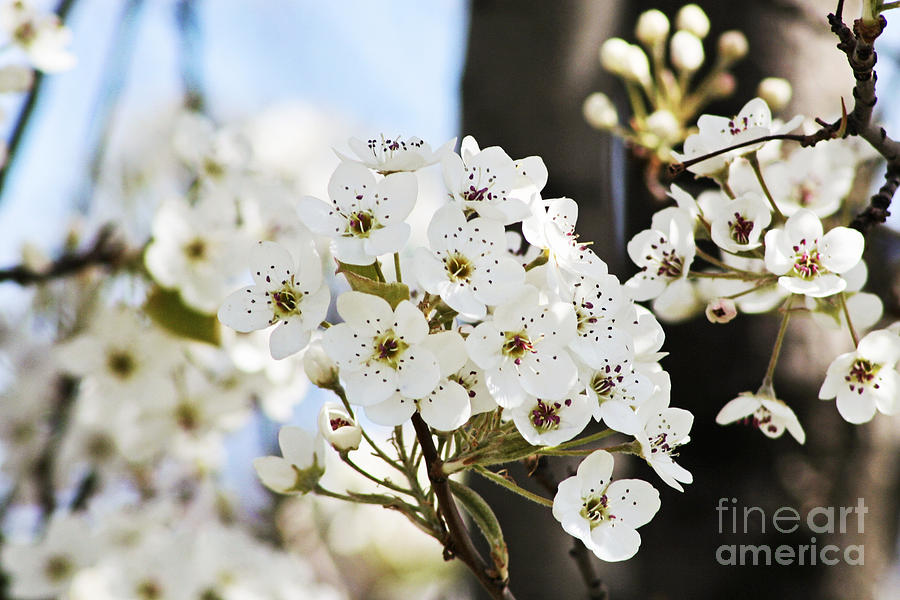 Cherry Blossom Photograph by Pamela Gail Torres - Pixels