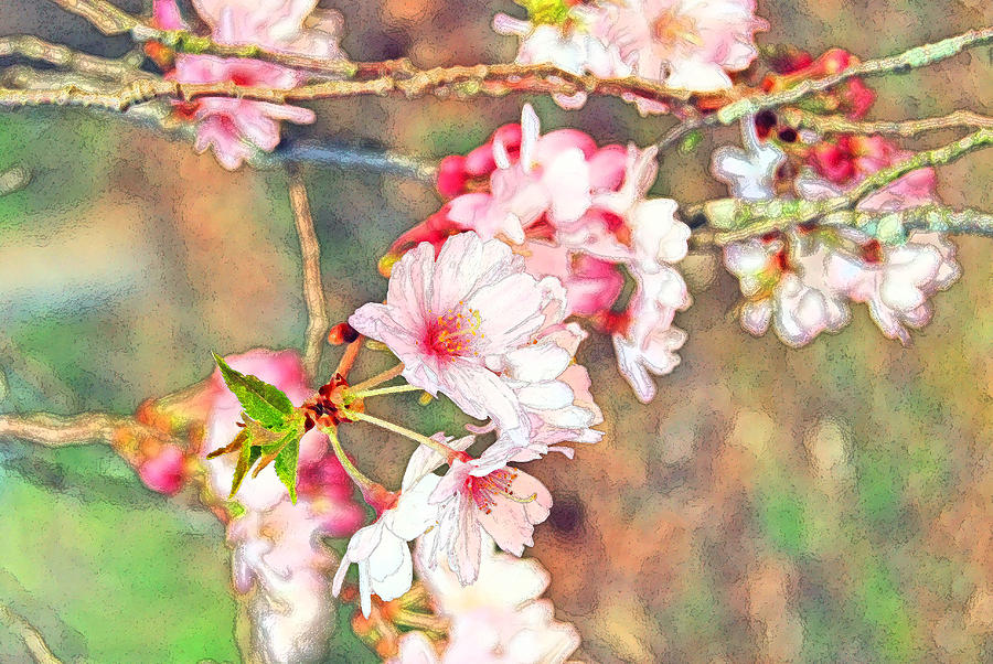 Flower Digital Art - Cherry Blossom Parade by Eva Kaufman