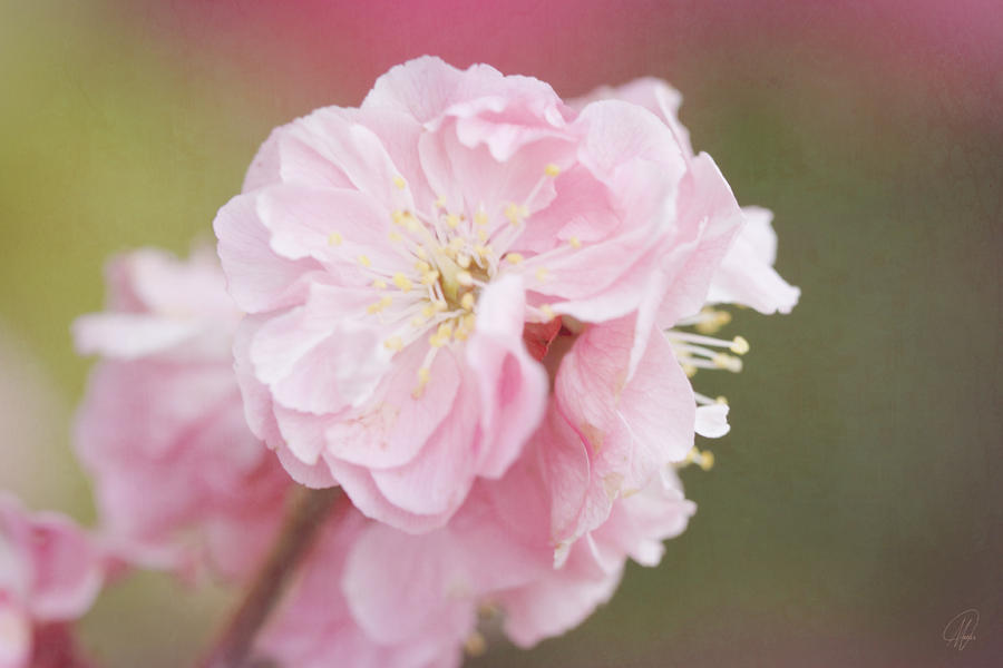 Cherry Blossom Pink Digital Art by Margaret Hormann Bfa