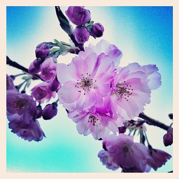 Spring Photograph - Cherry Blossom! #sierra_sandwhich by Robert Campbell