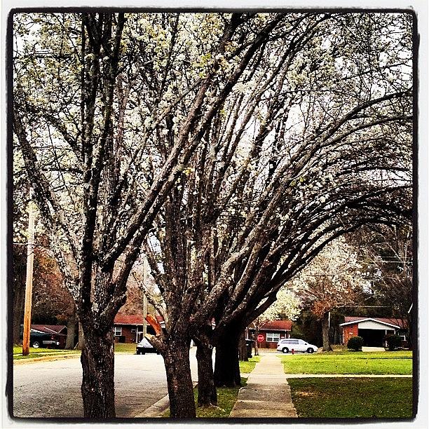 Nature Photograph - Cherry Blossom Trees. #instagram by Amanda Howell