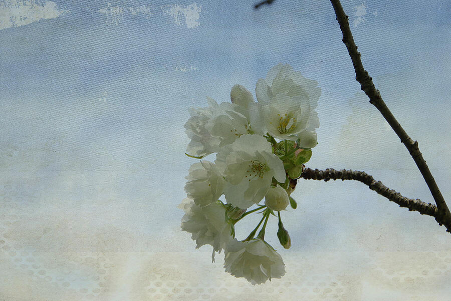 Cherry Blossom with textured effects Photograph by Marilyn Wilson - Pixels