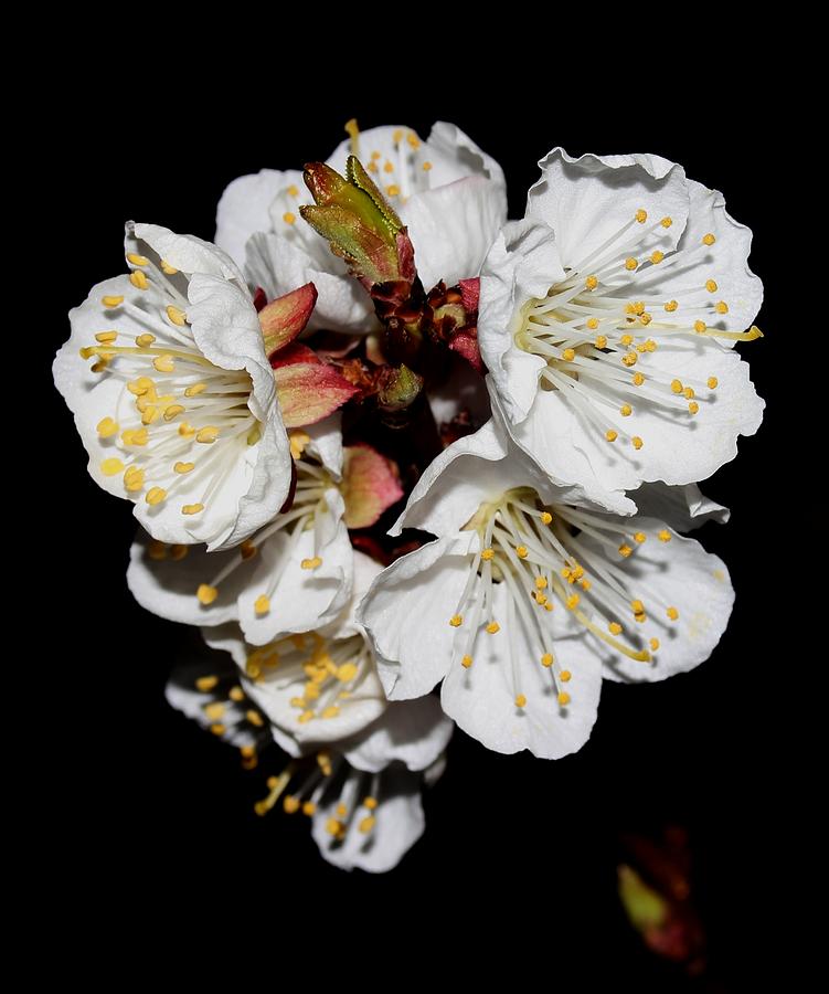 Cherry Blossoms - 4 Photograph by Robert Morin