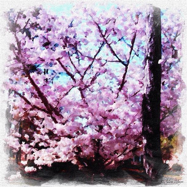 Cool Photograph - Cherry Blossoms - Springtime Bliss by Photography By Boopero