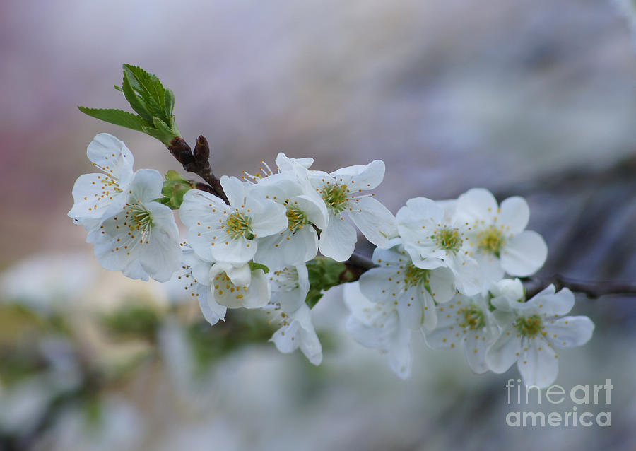 Flower Photograph - Cherry Blossoms 1 by Robert E Alter Reflections of Infinity