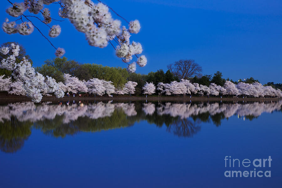 Cherry Blossoms and the Tidal Basin Photograph by Brian Jannsen