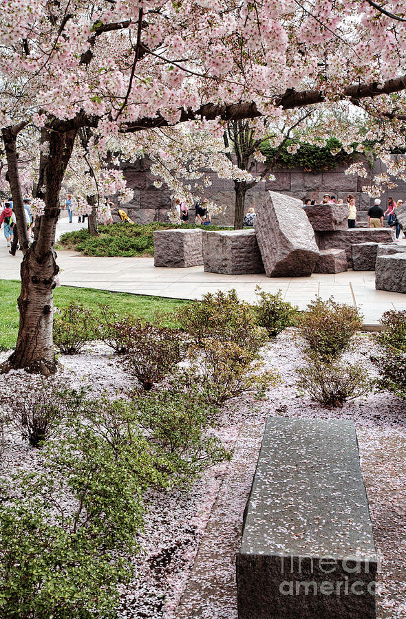 Cherry Blossoms at Stones at the FDR Memorial in Washington DC Photograph by William Kuta