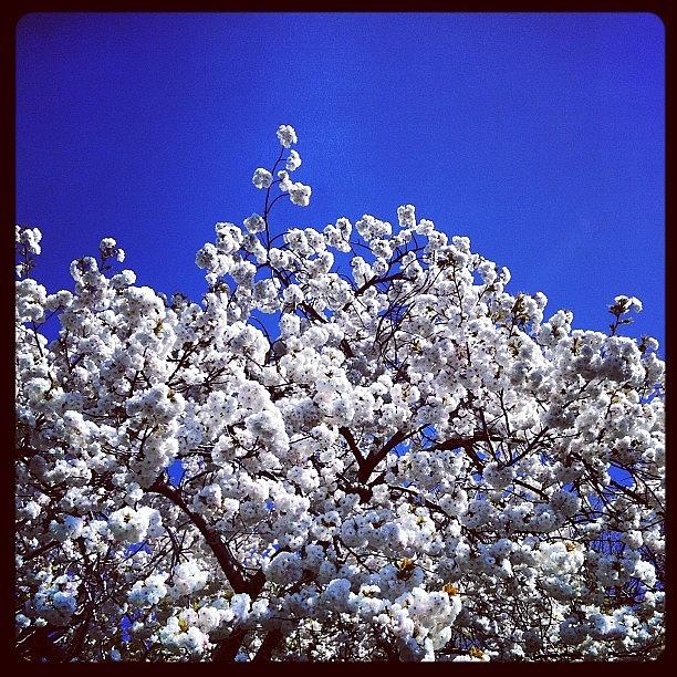 Flower Photograph - Cherry Blossoms At The Brooklyn Botanic by Arnab Mukherjee