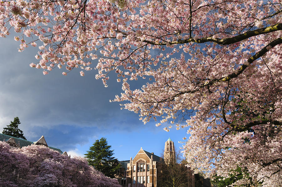 u of s cherry trees cherry blossoms at of washington photograph by greg vaughn u of s cherry trees cherry blossoms at of washington photograph by greg vaughn