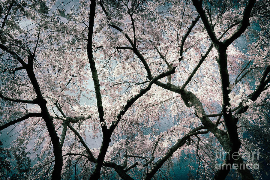 Flower Photograph - Cherry Blossoms Blooming Three by Susan Isakson