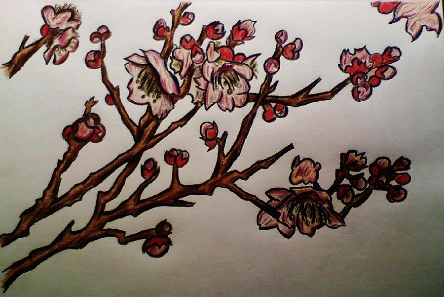  Cherry Blossoms Drawing by Cameron Bailey