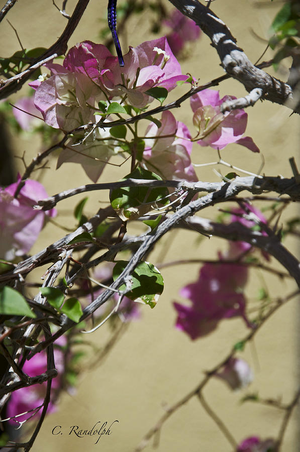 Cherry Blossoms Photograph by Cheri Randolph