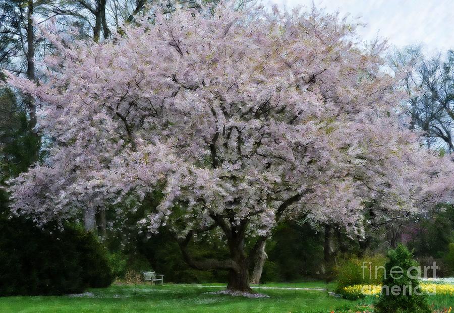 Cherry Blossoms Photograph by Debbi Granruth