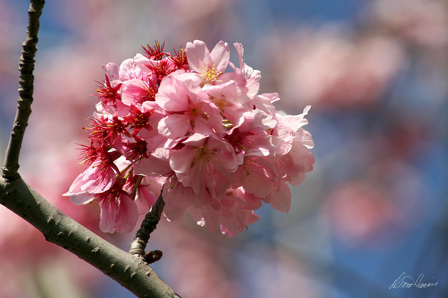 Cherry Blossoms Photograph by Diana Haronis