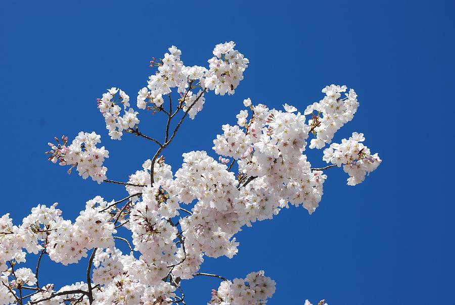 Cherry Blossoms Photograph by Eric Tressler