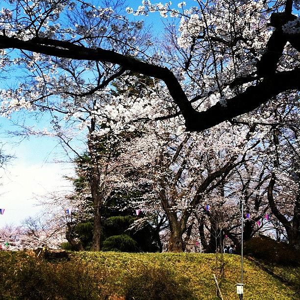 Tree Photograph - Cherry Blossoms in Japan by Sara Lovelace