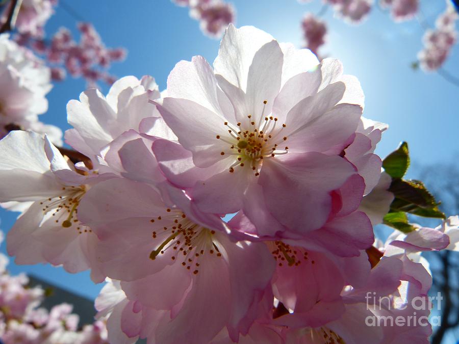 Cherry Blossoms Photograph - Cherry Blossoms Iv by Christine Stack Cherry Blossoms Photograph - Cherry Blossoms Iv by Christine Stack