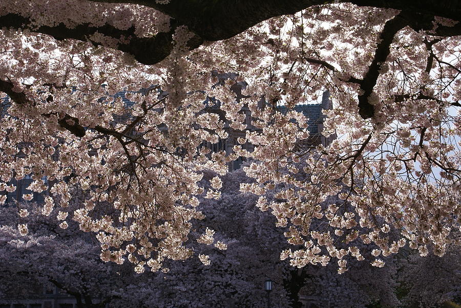 Cherry Blossoms Photograph by Jerry Cahill