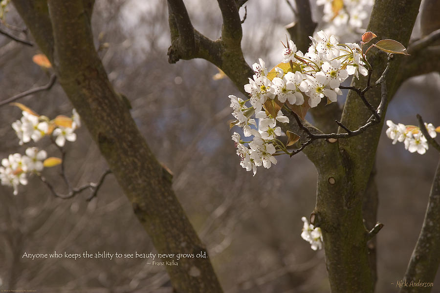 Cherry Blossoms Photograph by Mick Anderson