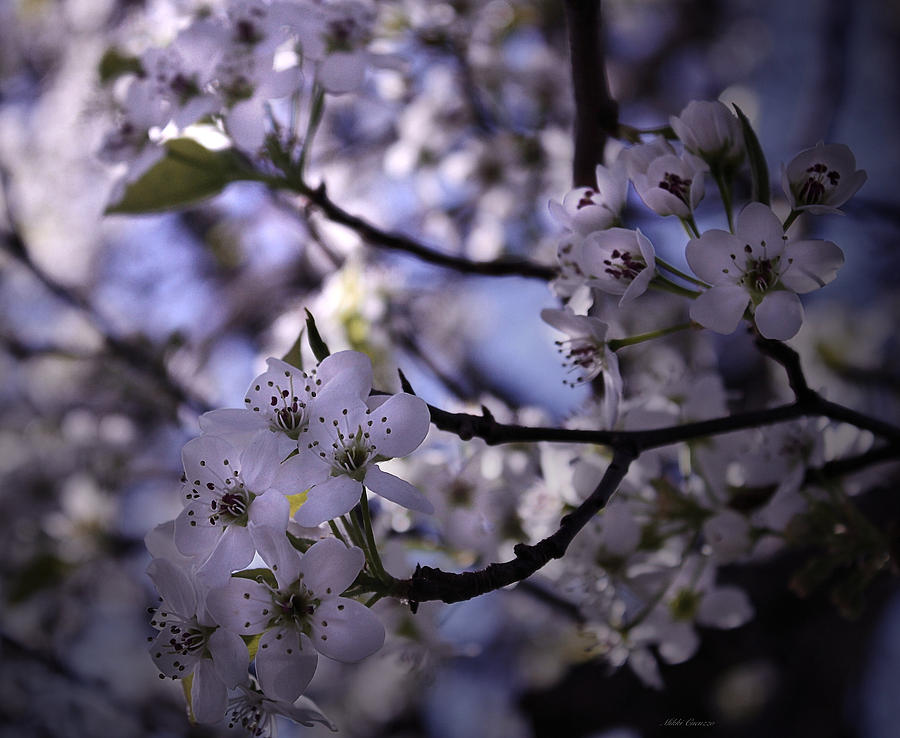 Cherry Blossoms Photograph by Mikki Cucuzzo