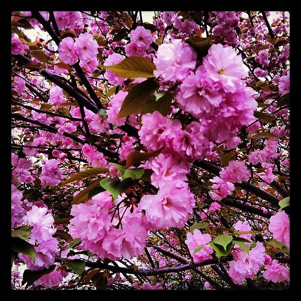 Flower Photograph - Cherry Blossoms On 23rd Street by Arnab Mukherjee