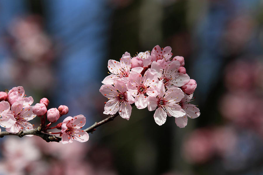 Cherry Blossoms Photograph by Pierre Leclerc Photography