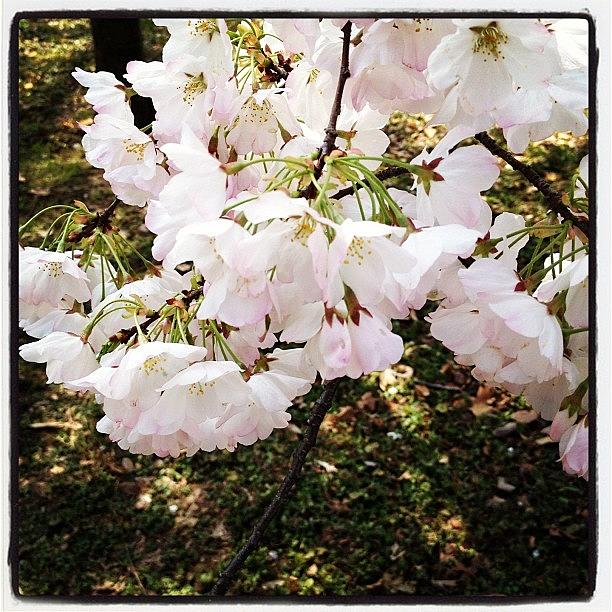 Cherry Blossoms Photograph by Robyn Spittle