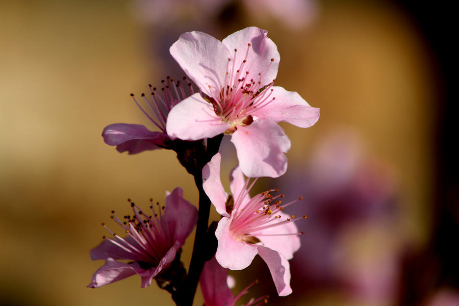 Cherry Blossoms Photograph by Susan Kortesmaki - Fine Art America