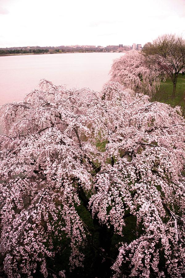 Tree Photograph - Cherry Blossoms tree by Pablo  De Loy