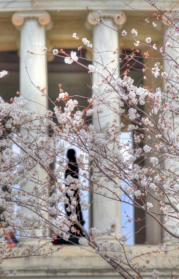 Flower Photograph - Cherry Blossoms Washington DC 1 by Metro DC Photography