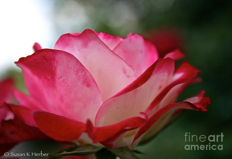 Cherry Parfait Rose Photograph by Susan Herber - Fine Art America